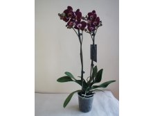 Phalaenopsis Black Mambo.jpg