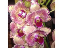 Phalaenopsis pirate picotee 'peloric.jpg