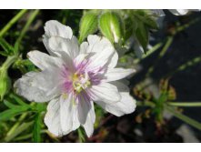 Geranium Double Jewel.jpg