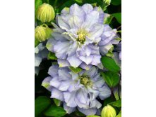 Clematis () Diamond Ball PBR 5+ QE  - 210.jpg