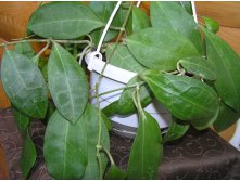 Hoya elliptica