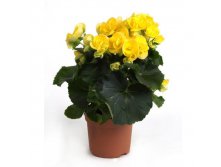 Begonia blitz enl5.jpg