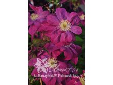 Clematis () Red Star 5+ QE  - 180.jpg