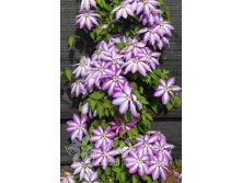 Clematis () Serafina 5+ QE  - 145.jpg