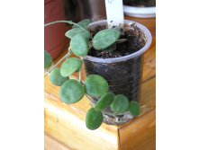 Хойя Серпенс Hoya Serpens