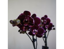 Phalaenopsis Black Mambo1.jpg