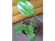 Hoya Macrophylla splash