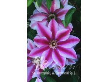 Clematis () Malaya Garnet 5+ QE  - 145.jpg