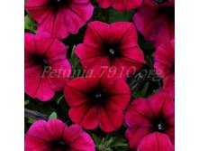 NEW Петуния Shock Wave Deep Purple черенок 80р