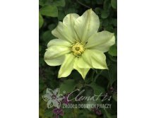 Clematis () Moonlight Yellow Queen 5+ QE  - 180.jpg