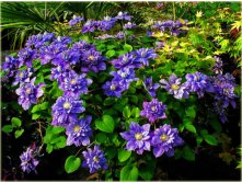 Clematis () Blue Explosion PBR 5+ QE  - 145.jpg