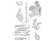   "  " ( 5) (. Flower ulitki)