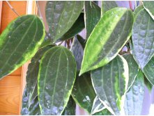 HOYA MACROPHYLLA VARIEGATA