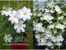 Clematis () Toki 3-4 QI  - 145.jpg