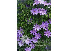 Clematis () Maksymilian Kolbe 5+ QE  - 145.jpg