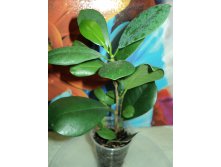 Ficus microcarpa "Moclame"