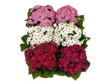 Цинерария Венеция микс 12х30. 169,05 руб.jpg