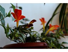 Колумнея Early Bird