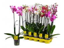 Фаленопсис микс 2ств. 12х60. 764,4 руб.jpg