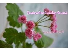 Swanland Pink Australian Rosebud