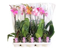 Фаленопсис микс 1ств. 3цв. 9х40. 399 руб.jpg
