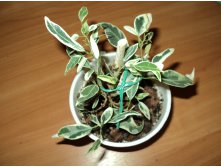 Ficus microcarpa Dwarf albomarginata