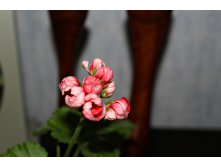 Пеларгония Red Pandora.jpg