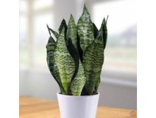 Sansevieria Zeylanica-200