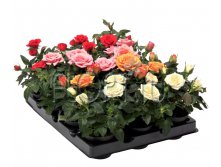 Роза Кордана микс 6х10. 114,45 руб.jpg
