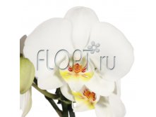 Фаленопсис Йорк 2ств. 12х60. 945 руб.jpg