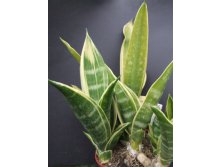 Trifasciata sGold Flamec-250