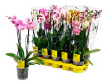Фаленопсис микс 3ств. 5цв. 12х60. 863,1 руб.jpg