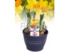 Нарцисс Джетфайэр 12х15. 94,5 руб.jpg