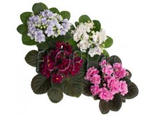 Фиалка Балерина микс 9х14. 124,95 руб.jpg