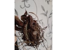 IMG 20160419 152829.jpg