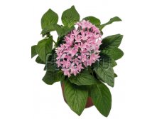 Пентас Граффити Лавендер 12х25. 179,04 руб.jpg