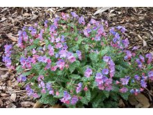 Pulmonaria-saccharata mrs moo.jpg