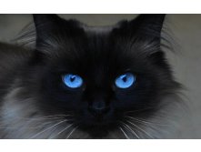 Beautiful-Blue-Eyes-cats-16233668-1280-800.jpg