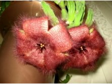  -(Stapelia)-120