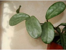 Hoya Carnosa "Grey Ghost"