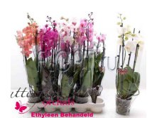 Фаленопсис микс 3ств. 4цв. 12х60. 803,25 руб.jpg