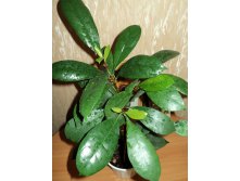   (Ficus cyathistipula)