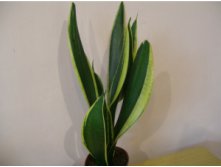 Sansevieria Black Gold Extremeq-200