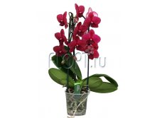 Фаленопсис Каскад красный 2ств. 12х55. 933,22 руб.jpg
