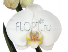 Фаленопсис Икария 2ств. 12х70. 714 руб.jpg