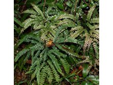 Adiantum hispidulum150