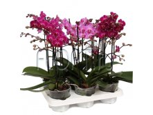 Фаленопсис мультицветковый 1ств. микс 3цвета 9х25. 324,45 руб.jpg