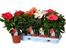 Гибискус микс 12х30. 292,95 руб.jpg