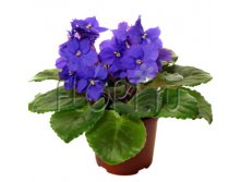 Фиалка синяя 12х20. 172,6 руб.jpg