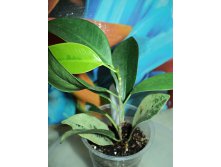 Ficus benjamina 'Mutabilis'